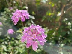 -狮子山郊野公园