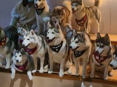 -Husky Go! 哈士奇体验馆·宠物咖啡厅狗咖