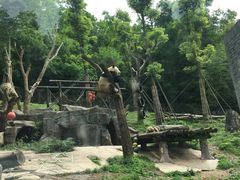 -都江堰中华大熊猫苑
