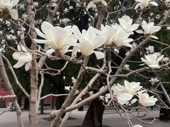 -北京市劳动人民文化宫(太庙)