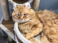 -猫亿天猫咖