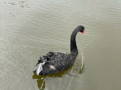 -成都南湖公园