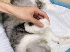 -安安宠医·安宠宠物医院