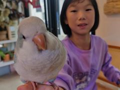 -吉丁鸟咖·异宠·寄养