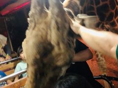 -清迈夜间动物园