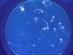 -海合安青岛极地海洋公园