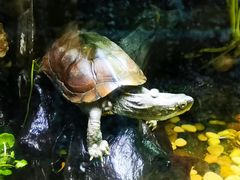 -上海海洋水族馆