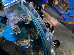 -烟台海昌鲸鲨海洋公园