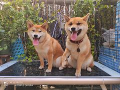 -柴犬高等学院·狗咖·柴犬售卖·宠物训练