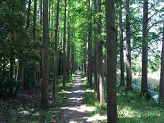 -上海长兴岛郊野公园