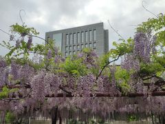 -嘉定紫藤园