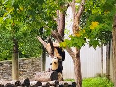 -卧龙中华大熊猫苑神树坪基地