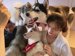 -Husky Go! 哈士奇体验馆·宠物咖啡厅狗咖