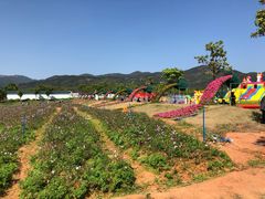 -天适樱花悠乐园