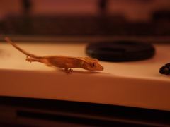 -酷以爬仙阁实体爬宠店·守宫·蜥蜴·专业繁育