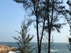 -广东惠东海龟国家级自然保护区