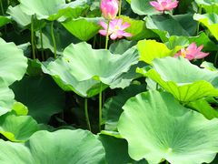 -荷塘月色湿地公园·向阳花洲