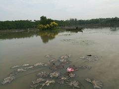 -大湾区中央湿地公园
