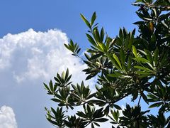 -深圳湾公园(南山区)