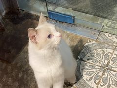 -more than meow吴止猫主题餐厅(承德 中船汇店)