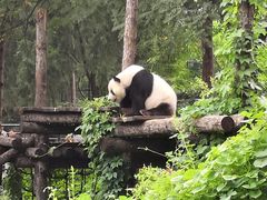 景点-北京动物园