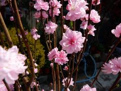 -金科花卉市场