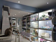 -喵的天空名猫咖啡馆·撸猫·猫舍·用品
