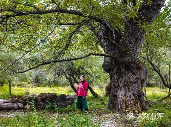 产后3个月高原徒步普达措～80块不亏