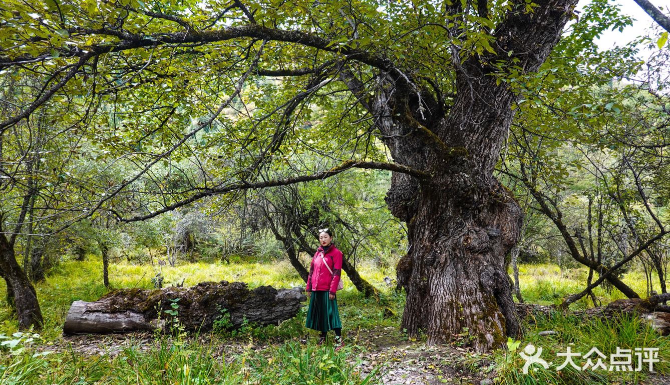 产后3个月高原徒步普达措～80块🎫不亏