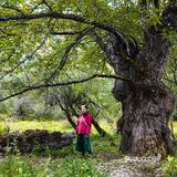 产后3个月高原徒步普达措～80块🎫不亏