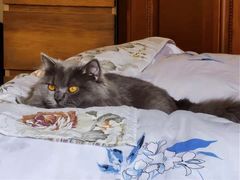 -东方名猫馆·英短金渐层布偶猫舍(环线广场1号楼店)