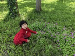 -黄海国家森林公园