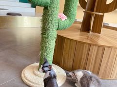-飞行喵MR PILOT|猫舍·猫咖(静安大融城店)