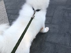 -佳雯宠物医院·皮肤科·内外科(春晓路分院)