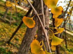 -汉长安城未央宫国家考古遗址公园