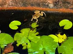 -绵阳人民公园(涪城区)