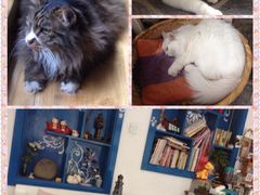Anne猫窝咖啡屋-Anne猫窝咖啡屋