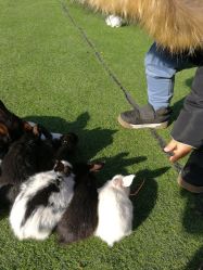 -萌宠亲子动物乐园(槐房万达店)