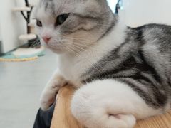 -有喵·猫咖·狗咖·30几只猫10只小狗(岗厦店)