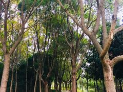 -昆山城市生态森林公园