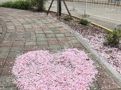 -嘉定紫藤园