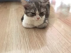 -纳吉亚猫专科动物医院博雅分院