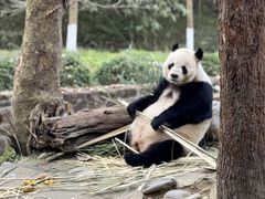 -都江堰中华大熊猫苑