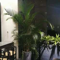 -YESIDO椰岛造型