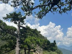 -天目山大树王景区