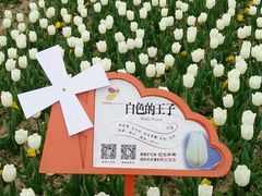 -荷兰花海