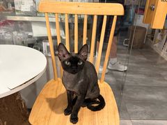 -楼上猫咖(罗湖店)