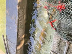 -钰田大院·怀柔地道农家菜·烤虹鳟鱼(雁栖湖店)