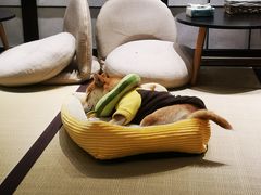 -逗柴咖啡屋·狗咖猫咖宠物桌游
