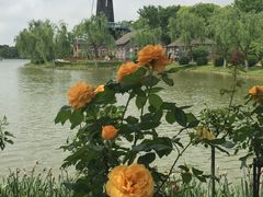 -上海鲜花港